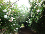 DSC00866.JPG