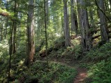 redwood trail