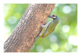 Coppersmith Barbet