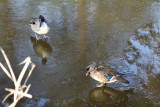 Northern Pintail (L) Wood Duck F. (R)