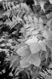 Ferns, Columbia River Gorge