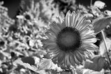 Sunflower, Hood River, OR