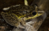 Male Litoria wotjulumensis