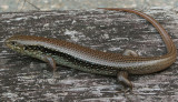 Major Skink, Bellatorias frerei