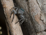 Salticid_8751.jpg