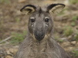 Male Common Wallaroo, Osphranter robustus