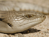 Common Bluetongue, Tiliqua scincoides