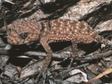 Carphodactylid Geckos (Clawed geckos)