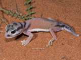 Pale Knob-tailed Gecko Nephrurus laevissimus