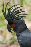 Parrots and Cockatoos