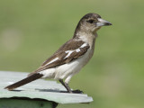 Pied Butcherbird, Juvenile