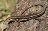 Carlia jarnoldae, Female