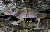 Underwoodisaurus milii, Thick-tailed Gecko.