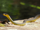 Common Tree Snake Dendrelaphis punctulatus