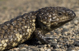 Shingleback, Tiliqua rugosa