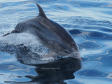 Dolphin, porpoising