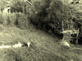 La cabane au fond du jardin
