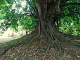 Magnifique figuier étrangleur de Martinique