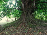 Magnifique figuier trangleur de Martinique