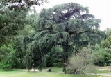 Cèdre bleu du parc de Chateaubriand à Chatenay-Malabry