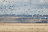 Klamath 2014-675.JPG
