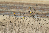 Klamath 2014-713.JPG