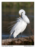 Grande Aigrette <br> Great Egret