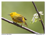 Paruline jaune<br>Yellow Warbler