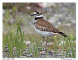 Pluvier Kildir<br>Killdeer