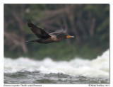 Cormoran  aigrette<br>Double-crested Cormorant