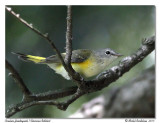 Paruline flamboyante <br> American redstart