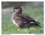 Canard branchu Wood Duck
