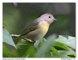 Paruline  joues grises<br>Nashville Warbler