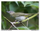 Viro aux yeux rouges<br>Red-eyed Vireo