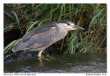 Bihoreau gris<br>Black-crowned Night Heron