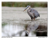 Grand Hron<br>Great Blue Heron