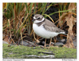 Pluvier semipalm <br> Semipalmated Plover
