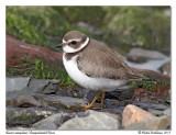 Pluvier semipalm <br> Semipalmated Plover