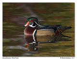 Canard branchu<br>Wood Duck