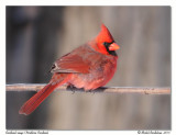 Cardinal rouge - Northern Cardinal