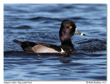 Fuligule  collier<br>Ring-necked Duck