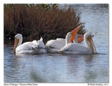 Plicans dAmrique<br>American White Pelicans