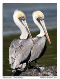 Plicans bruns<br>Brown Pelicans