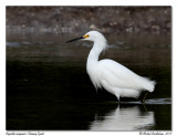 Aigrette neigeuse<br>Snowy Egret