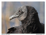 Urubu noir<br>Black Vulture