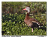 Dendrocygne  ventre noir<br>Black-bellied Whistling Duck