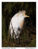 Hron garde-boeufs<br>Cattle Egret