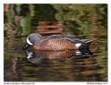 Sarcelle  ailes bleues<br>Blue-winged Teal