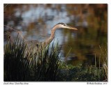 Grand Hron<br>Great Blue Heron