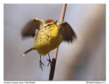 Paruline  couronne rousse<br>Palm Warbler
